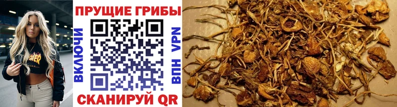 Псилоцибиновые грибы GOLDEN TEACHER  Купить закладки  Белебей 